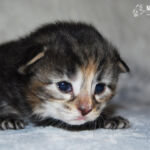 HU*Nordic Verden Vala Mal Doran két hetes