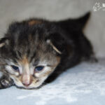 HU*Nordic Verden Vala Mal Doran két hetes