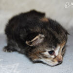 HU*Nordic Verden Vala Mal Doran két hetes