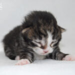 HU*Nordic Verden Otta