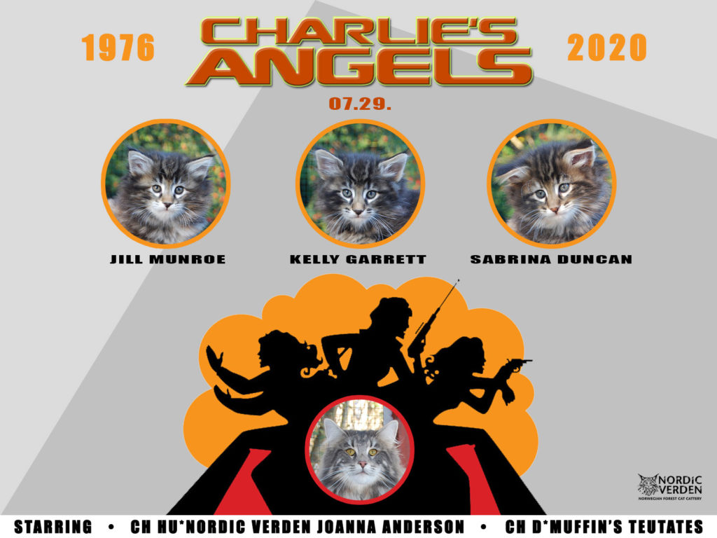 Nordic Verden - norvég erdei macska tenyészet - Charlie's Angels alom