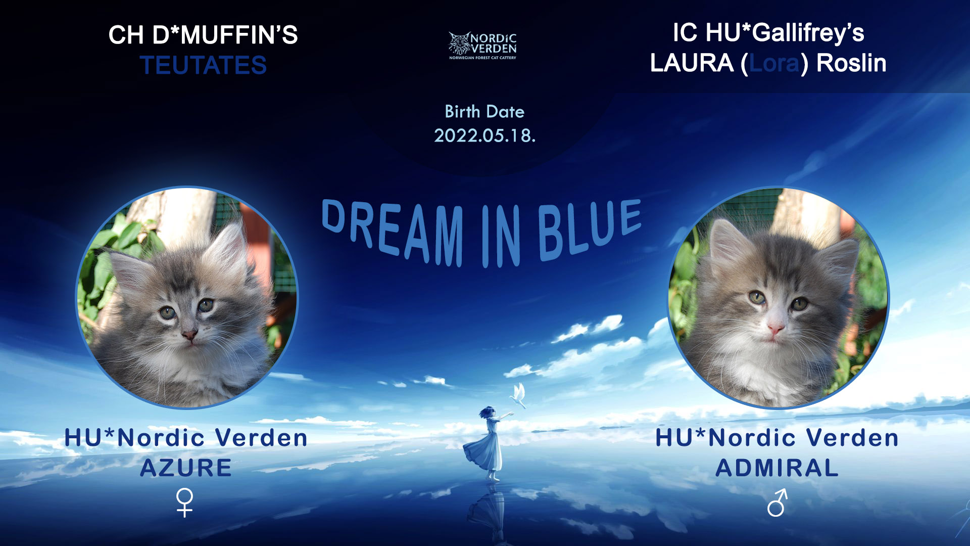 Nordic Verden - norvég erdei macska tenyészet - Dream in blue alom