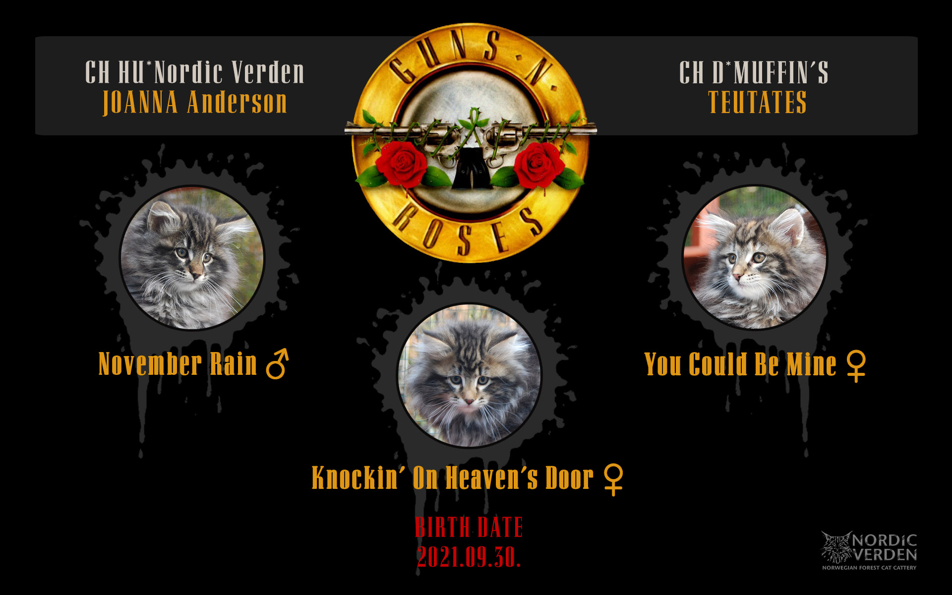 Nordic Verden - norvég erdei macska tenyészet - Guns N’ Roses alom