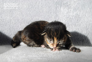 HU*Nordic Verden Okoye - norvég erdei macska
