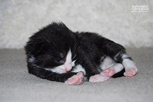 HU*Nordic Verden Kaz Brekker