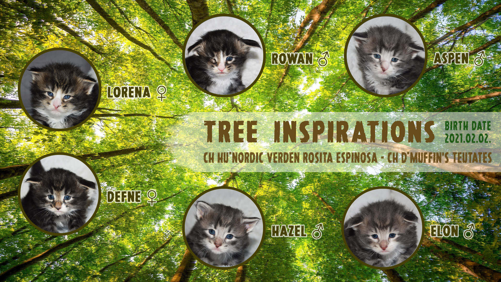 Nordic Verden - norvég erdei macska tenyészet - Tree Inspirations alom